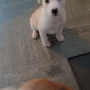 Mixed Breed