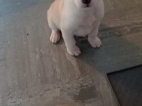 Mixed Breed