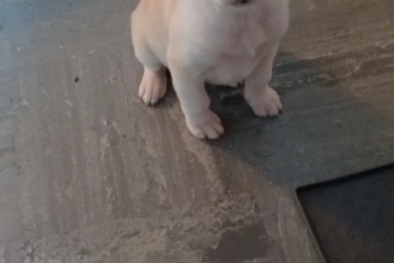 Mixed Breed