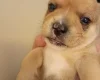 Mixed Breed