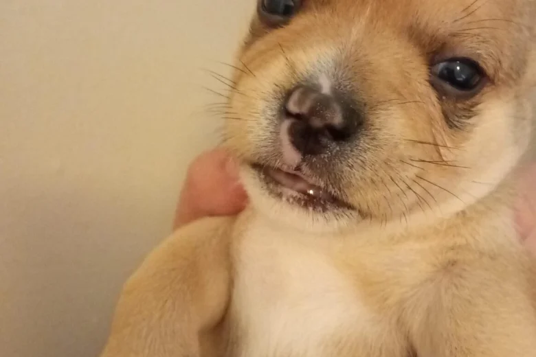 Mixed Breed