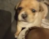 Mixed Breed