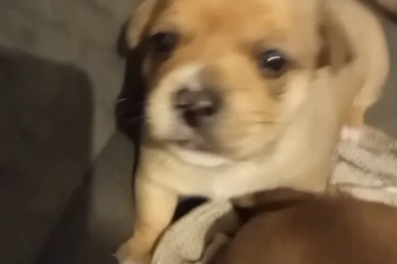 Mixed Breed