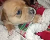 Mixed Breed