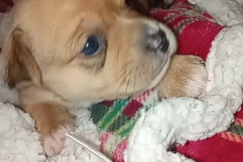 Mixed Breed