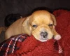 Mixed Breed
