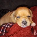 Mixed Breed