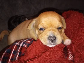 Mixed Breed