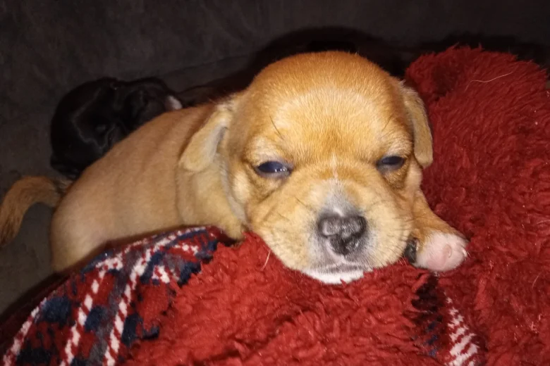 Mixed Breed