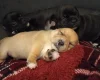 Mixed Breed