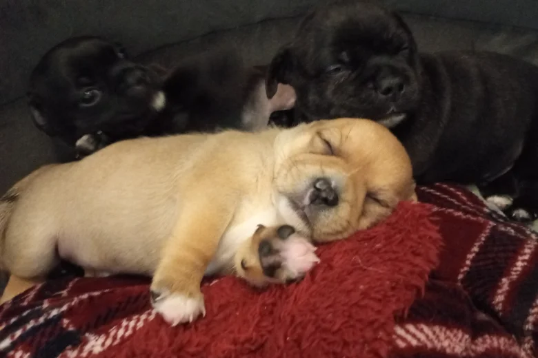 Mixed Breed