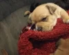 Mixed Breed