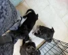 Mixed Breed