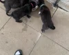 Mixed Breed
