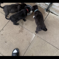 Mixed Breed