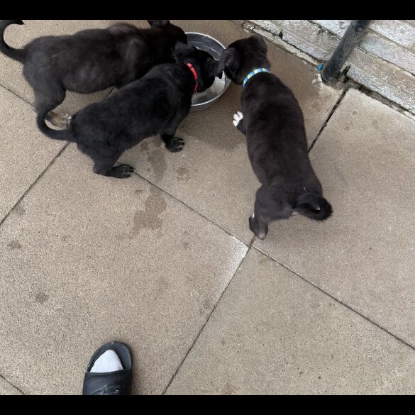Mixed Breed