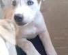 Mixed Breed