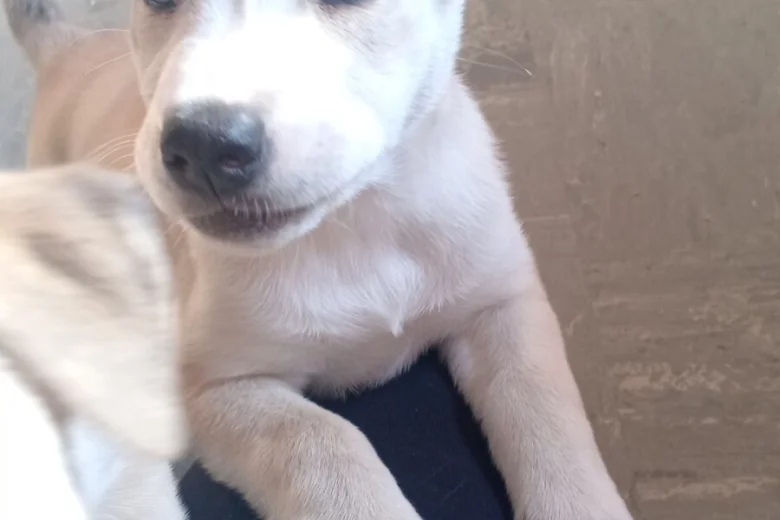 Mixed Breed