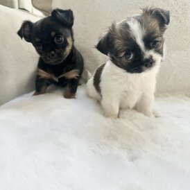 Mixed Breed