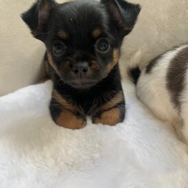 Mixed Breed