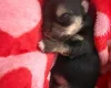 Morkie
