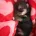 Morkie
