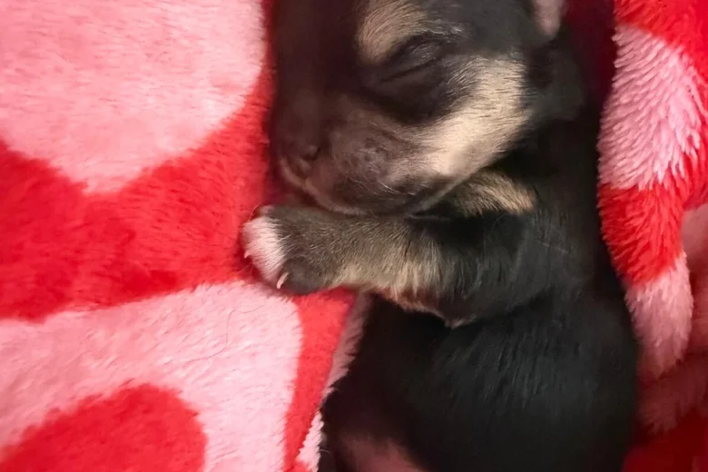 Morkie