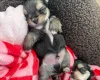 Morkie
