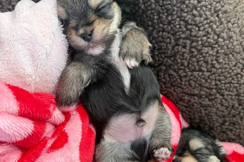 Morkie