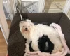 Morkie