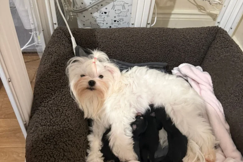 Morkie