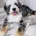 Bernedoodle