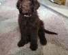 Newfoundland
