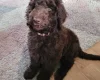 Newfoundland