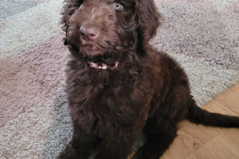 Newfoundland