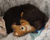 Newfoundland