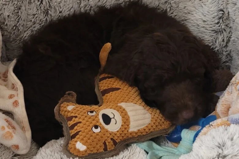 Newfoundland