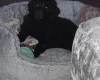 Newfoundland