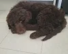 Newfoundland