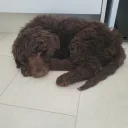 Newfoundland