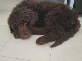 Newfoundland