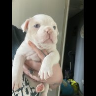 English Bulldog