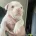 English Bulldog