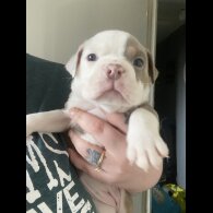 English Bulldog