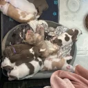English Bulldog