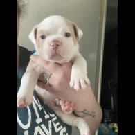 English Bulldog