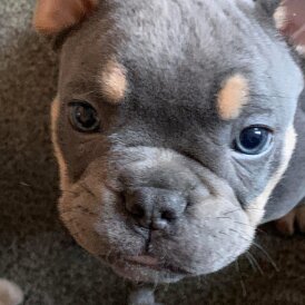 Dorset Olde Tyme Bulldogge