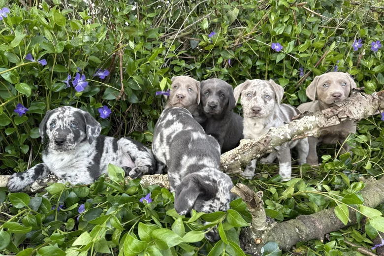 Labrador Retriever