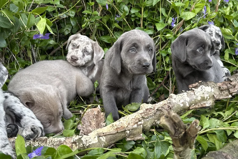 Labrador Retriever