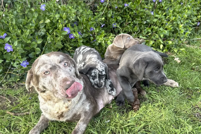 Labrador Retriever